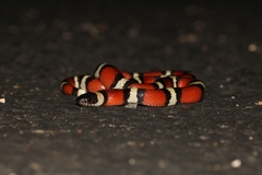 Lampropeltis annulata