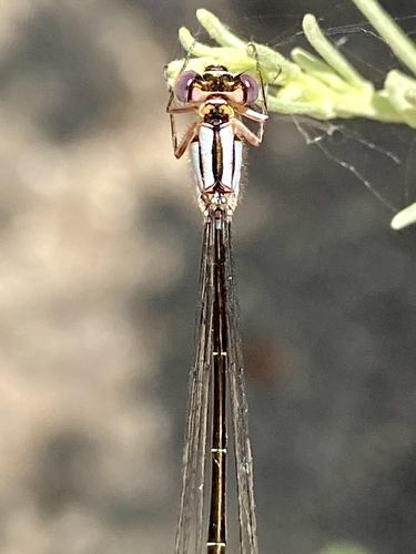 iNaturalist observation photo of Pacific Forktail