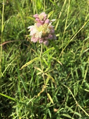 Monarda citriodora