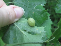 Blaesodiplosis venae