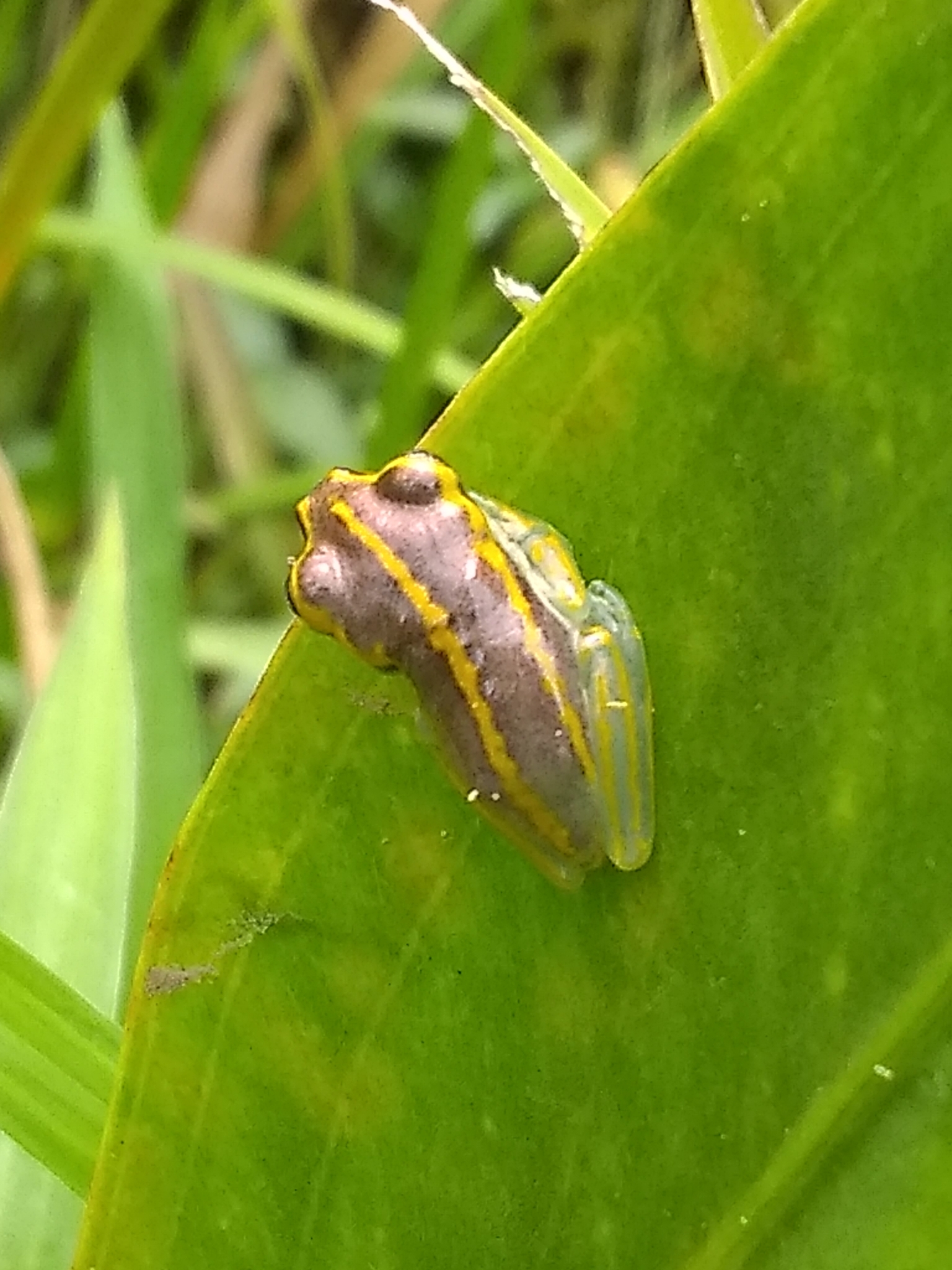 Hispaniolan Yellow Treefrog photo 6