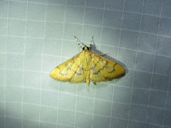 Psara dryalis