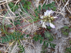 Astragalus alpinus