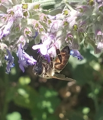 Apis mellifera