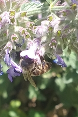 Apis mellifera