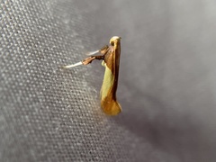 Caloptilia packardella