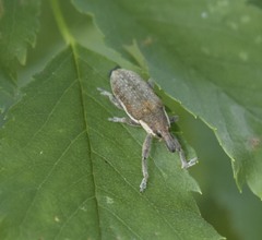 Lixus placidus