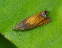 Dichrorampha bittana