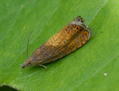 Dichrorampha bittana
