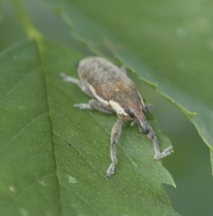 Lixus placidus