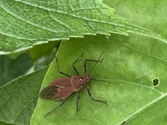 Cutocoris russatus