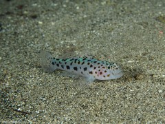 Thorogobius ephippiatus