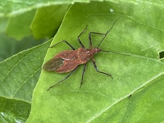 Cutocoris russatus