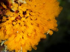 Pycnoclavella communis