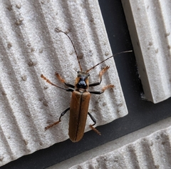 Lycocerus suturellus