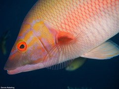 Bodianus scrofa