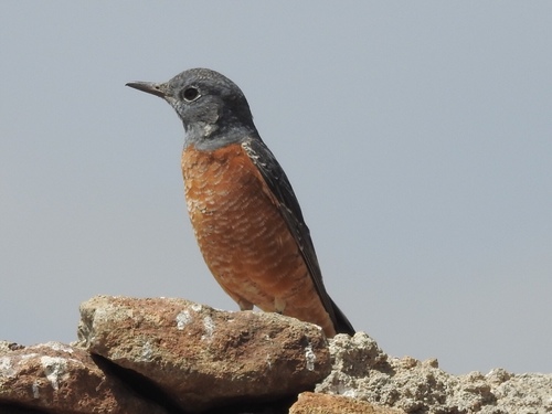 Monticola saxatilis