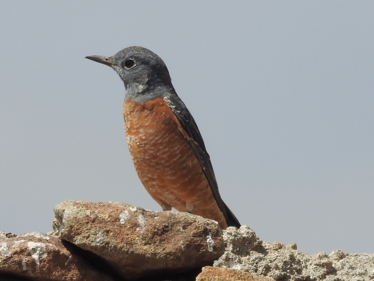 Common Rock Thrush