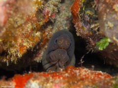 Gymnothorax unicolor