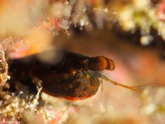 Pseudosquillisma oculata