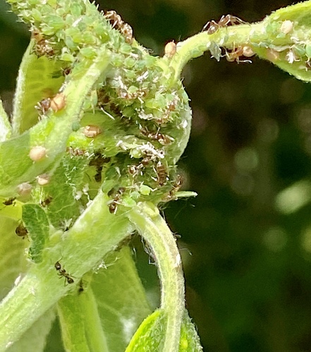 iNaturalist observation photo of Small Willow Aphid