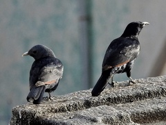 White-Billed Starling photo 1