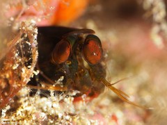 Pseudosquillisma oculata