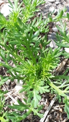 Matricaria discoidea