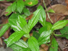 Iambrix salsala salsala