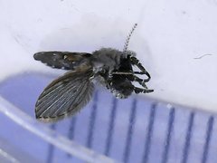 Clogmia albipunctata