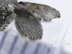 Clogmia albipunctata