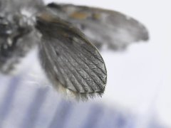 Clogmia albipunctata