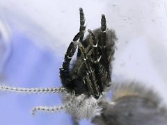 Clogmia albipunctata