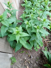 Digitalis grandiflora