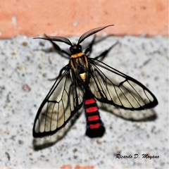 Argyroeides sanguinea