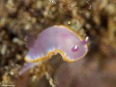 Felimida purpurea