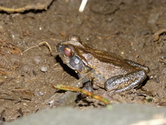 Incilius melanochlorus