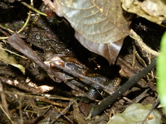 Incilius melanochlorus