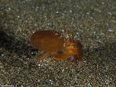 Amphioctopus burryi