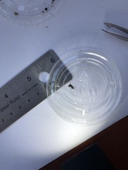 Clogmia albipunctata