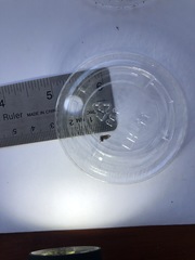 Clogmia albipunctata