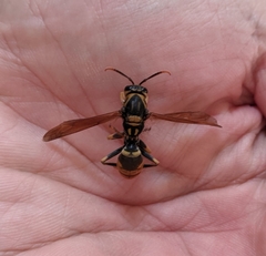 Polistes chinensis
