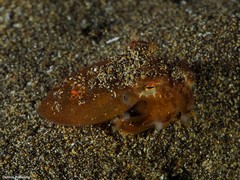 Amphioctopus burryi
