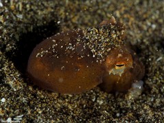 Amphioctopus burryi