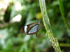 Dismorphia theucharila fortunata