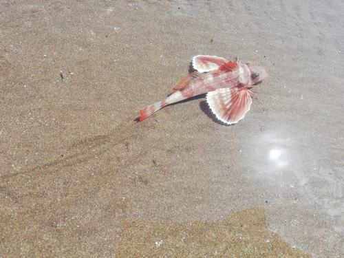 Atlantic searobin (Prionotus nudigula) — Triglidae