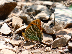 Argynnis zenobia