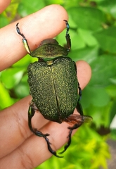 Chrysophora chrysochlora