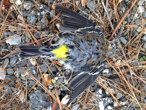 Yellow-rumped Warbler photographed in New Hampshire