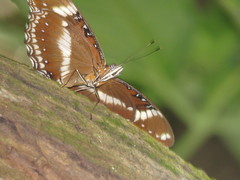 Hypolimnas bolina bolina